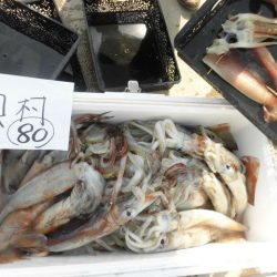 大進丸(愛知) 釣果
