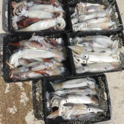 大進丸(愛知) 釣果