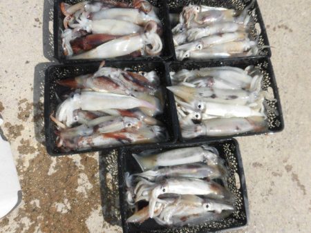 大進丸(愛知) 釣果