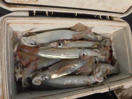 大進丸(愛知) 釣果