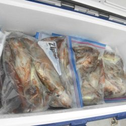 大進丸（愛知） 釣果