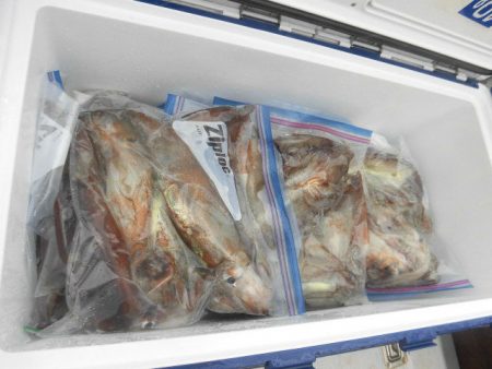 大進丸（愛知） 釣果