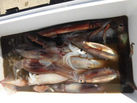 大進丸（愛知） 釣果