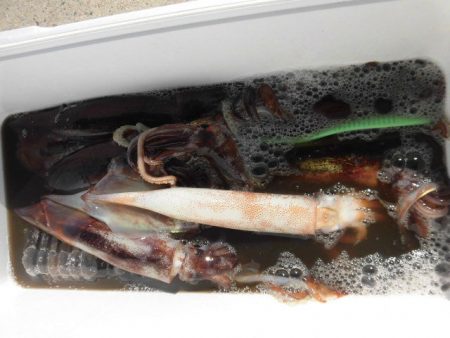 大進丸（愛知） 釣果