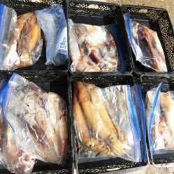 大進丸（愛知） 釣果