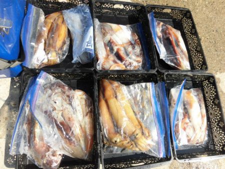 大進丸（愛知） 釣果