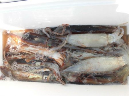 大進丸（愛知） 釣果