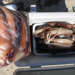 大進丸（愛知） 釣果