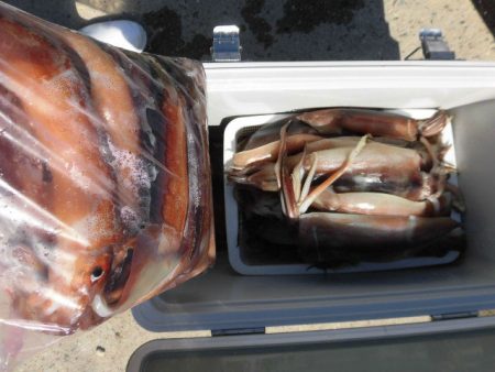 大進丸（愛知） 釣果