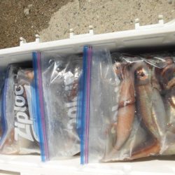 大進丸（愛知） 釣果