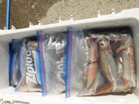 大進丸（愛知） 釣果