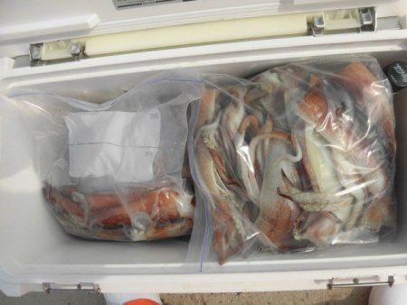 大進丸（愛知） 釣果