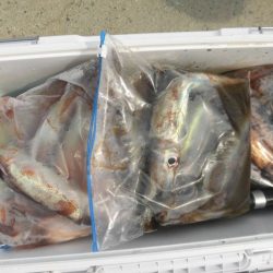 大進丸（愛知） 釣果