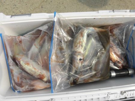 大進丸（愛知） 釣果