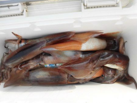 大進丸（愛知） 釣果