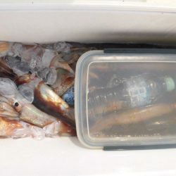 大進丸（愛知） 釣果