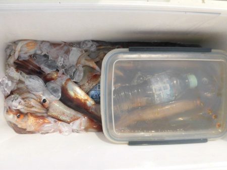 大進丸（愛知） 釣果