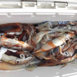 大進丸（愛知） 釣果