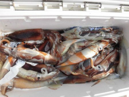 大進丸（愛知） 釣果