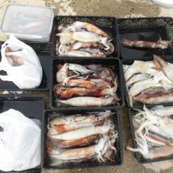 大進丸（愛知） 釣果