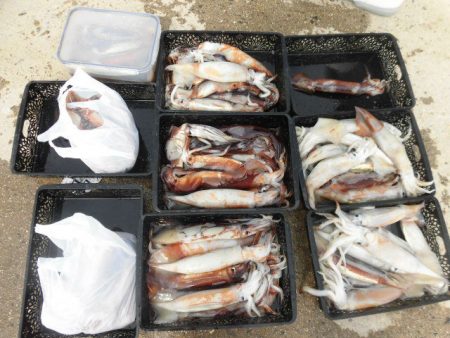 大進丸（愛知） 釣果