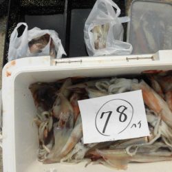 大進丸（愛知） 釣果