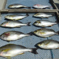 大進丸（愛知） 釣果