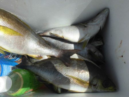 大進丸（愛知） 釣果