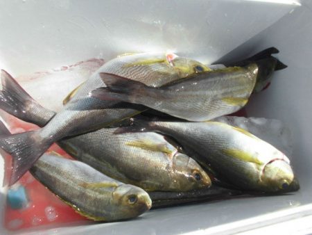 大進丸（愛知） 釣果