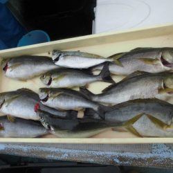 大進丸（愛知） 釣果