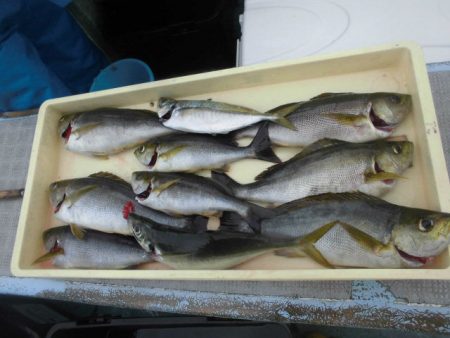 大進丸（愛知） 釣果