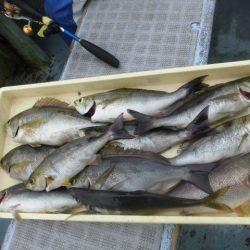 大進丸（愛知） 釣果