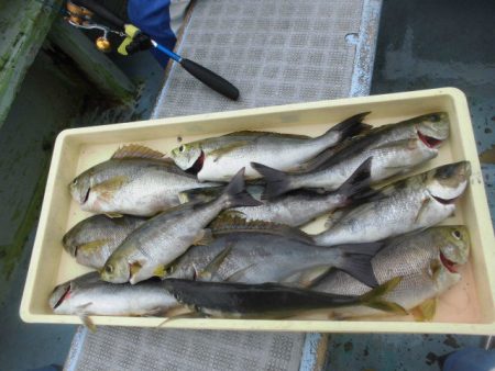 大進丸（愛知） 釣果