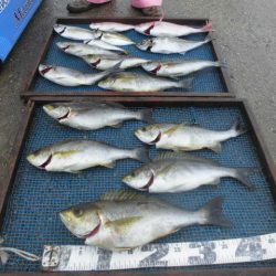 大進丸（愛知） 釣果