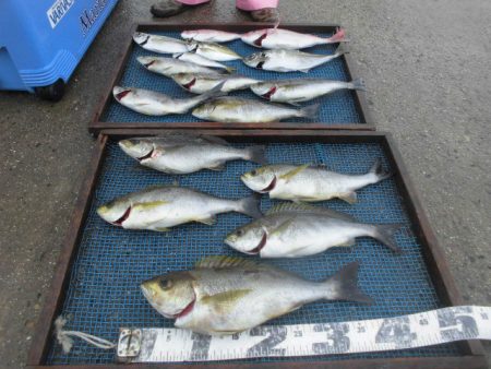 大進丸（愛知） 釣果