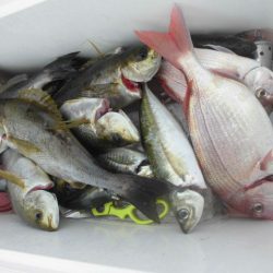 大進丸（愛知） 釣果