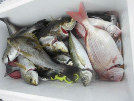 大進丸（愛知） 釣果