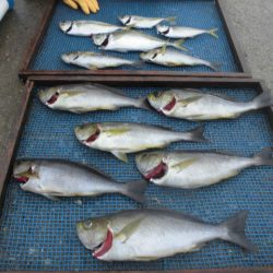 大進丸（愛知） 釣果