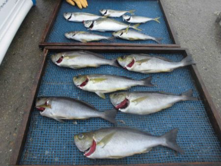 大進丸（愛知） 釣果