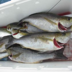 大進丸（愛知） 釣果