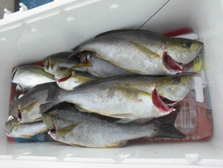 大進丸（愛知） 釣果