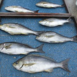 大進丸（愛知） 釣果