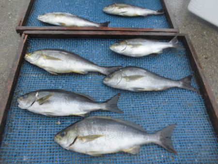 大進丸（愛知） 釣果