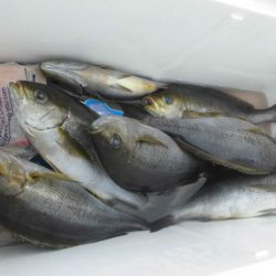 大進丸（愛知） 釣果