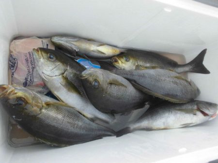 大進丸（愛知） 釣果