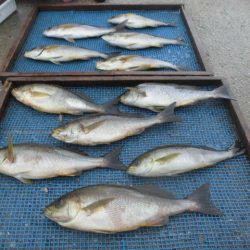 大進丸（愛知） 釣果