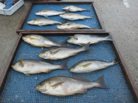 大進丸（愛知） 釣果