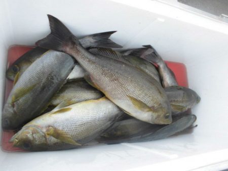 大進丸（愛知） 釣果