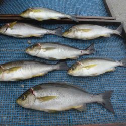 大進丸（愛知） 釣果