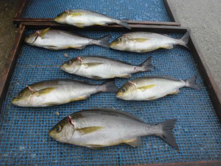 大進丸（愛知） 釣果